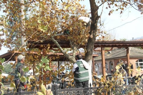 Pazarköy Merkez Peyzaj Çalışması