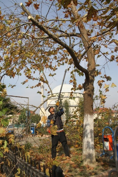 Pazarköy Merkez Peyzaj Çalışması