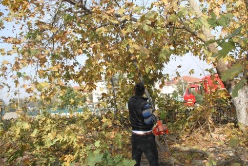 Pazarköy Merkez Peyzaj Çalışması