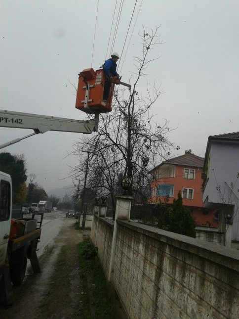 Tehlike Saçan Darı Kestiler
