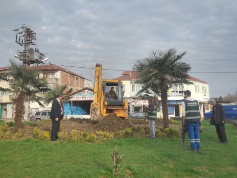 Akyazı'da Palmiye Ağaçları  Sokakları Süsleyecek