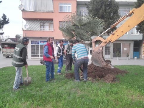 Akyazı'da Palmiye Ağaçları  Sokakları Süsleyecek