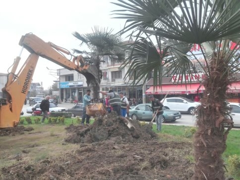 Akyazı'da Palmiye Ağaçları  Sokakları Süsleyecek