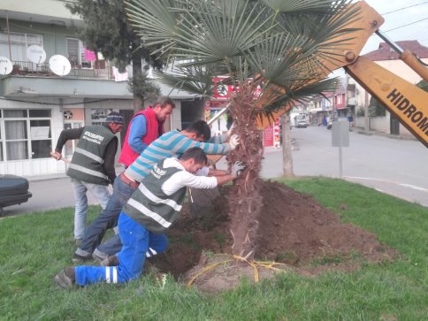Akyazı'da Palmiye Ağaçları  Sokakları Süsleyecek