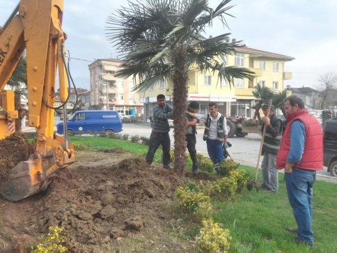 Akyazı'da Palmiye Ağaçları  Sokakları Süsleyecek