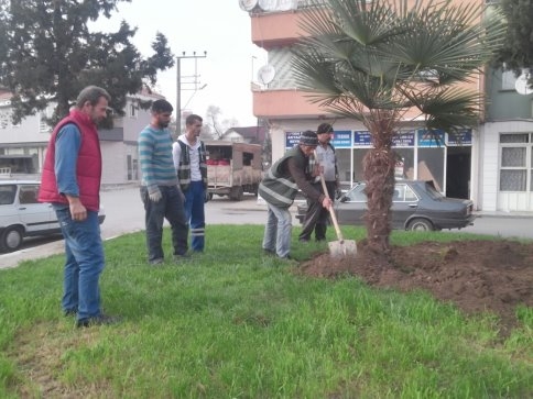 Akyazı'da Palmiye Ağaçları  Sokakları Süsleyecek