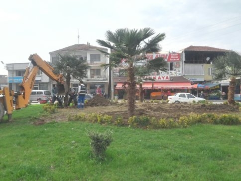 Akyazı'da Palmiye Ağaçları  Sokakları Süsleyecek