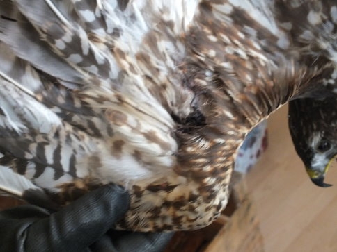 Yaralı Doğan Yetkililere Teslim Edildi