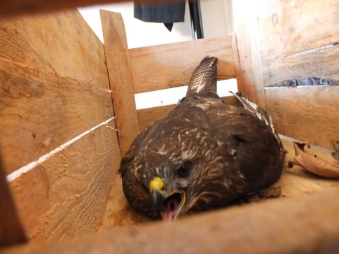 Yaralı Doğan Yetkililere Teslim Edildi