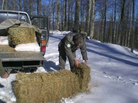 YABAN HAYVANLARA YEM BIRAKILDI