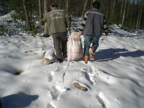 YABAN HAYVANLARA YEM BIRAKILDI