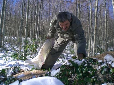 YABAN HAYVANLARA YEM BIRAKILDI