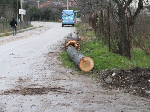 Kavak Ağacı Maheyi Elektriksiz Bıraktı