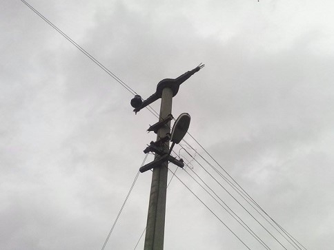 Kavak Ağacı Maheyi Elektriksiz Bıraktı