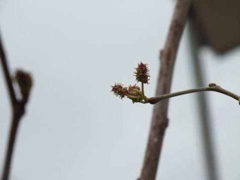 Dut Ağacı Çiçek Açtı