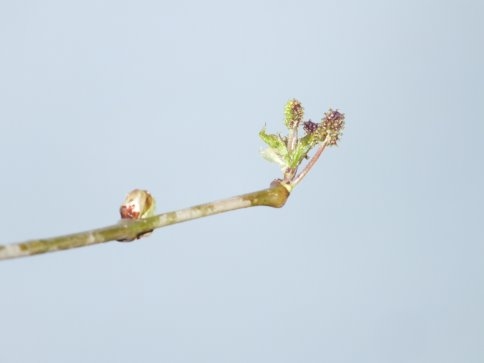 Dut Ağacı Çiçek Açtı