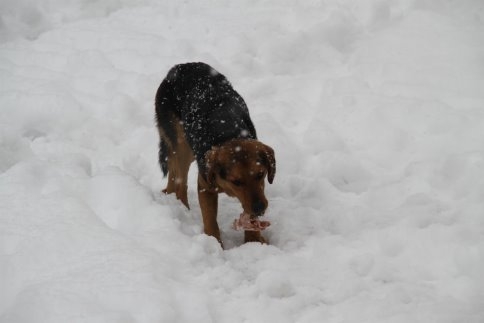 Akyazı Belediyesi Soğuk Kış Şartlarında Sahipsiz Hayvanların Bakım Ve Rehabilite İşlemini Sürdürüyor