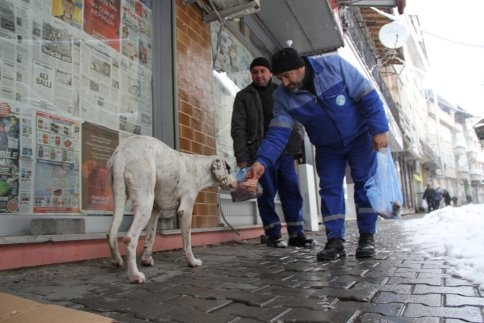 Akyazı Belediyesi Soğuk Kış Şartlarında Sahipsiz Hayvanların Bakım Ve Rehabilite İşlemini Sürdürüyor
