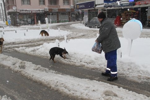 Akyazı Belediyesi Soğuk Kış Şartlarında Sahipsiz Hayvanların Bakım Ve Rehabilite İşlemini Sürdürüyor