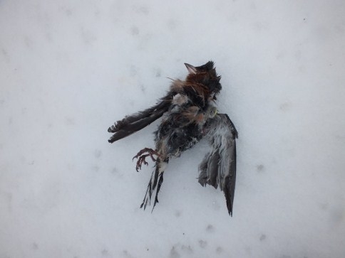 Kuşlar Donarak Öldü