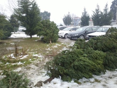 Akyazı Belediyesinden Fırtına Ve Kar Sebebiyle Zarar Gören Ağaçlara Bakım
