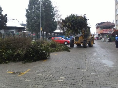 Akyazı Belediyesinden Fırtına Ve Kar Sebebiyle Zarar Gören Ağaçlara Bakım