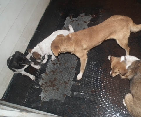 Otomobilin Çarptığı Köpeğe Vatandaş Sahip Çıktı