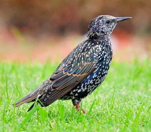 Sığırcık Kuşlarının Gökyüzündeki Dansı