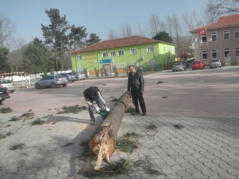 Akyazı Belediyesinden Rüzgarda Zarar Gören Ağaçlara Müdahale