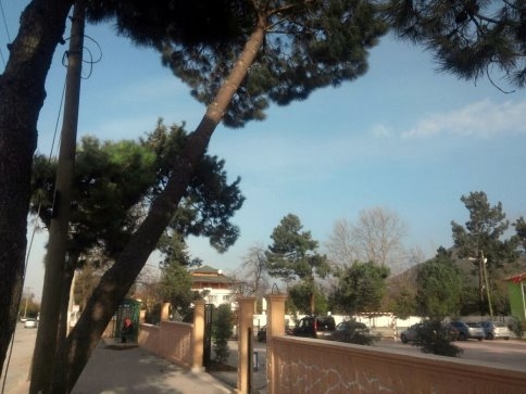 Akyazı Belediyesinden Rüzgarda Zarar Gören Ağaçlara Müdahale