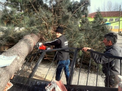Akyazı Belediyesinden Rüzgarda Zarar Gören Ağaçlara Müdahale