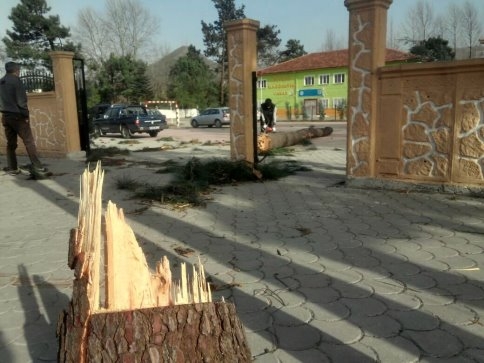 Akyazı Belediyesinden Rüzgarda Zarar Gören Ağaçlara Müdahale