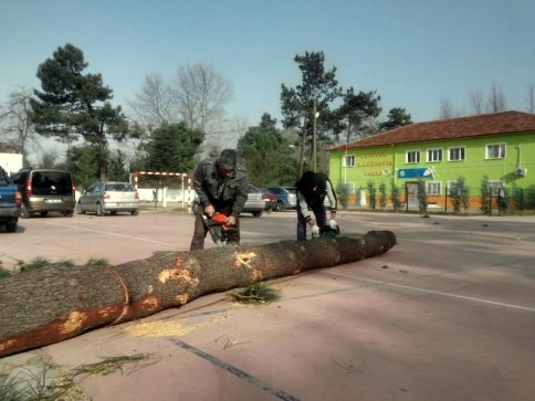 Akyazı Belediyesinden Rüzgarda Zarar Gören Ağaçlara Müdahale