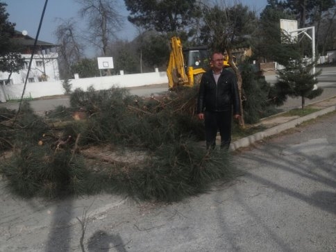 Akyazı Belediyesinden Rüzgarda Zarar Gören Ağaçlara Müdahale