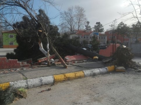 Akyazı Belediyesinden Rüzgarda Zarar Gören Ağaçlara Müdahale