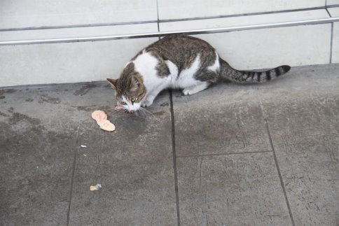 Akyazı Belediyesi Sahipsiz Hayvanların Bakım Ve Rehabilite İşlemine Devam Ediyor