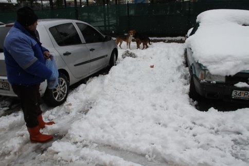 Akyazı Belediyesi Sahipsiz Hayvanların Bakım Ve Rehabilite İşlemine Devam Ediyor