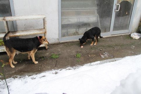 Akyazı Belediyesi Sahipsiz Hayvanların Bakım Ve Rehabilite İşlemine Devam Ediyor