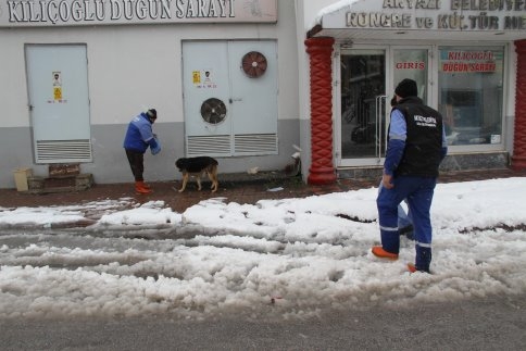 Akyazı Belediyesi Sahipsiz Hayvanların Bakım Ve Rehabilite İşlemine Devam Ediyor