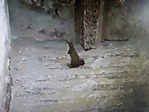 Tır'ın Dorsesindeki Kaçak Yolcu Doğaya Salındı