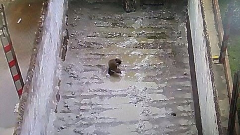 Tır'ın Dorsesindeki Kaçak Yolcu Doğaya Salındı