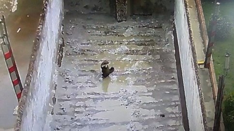 Tır'ın Dorsesindeki Kaçak Yolcu Doğaya Salındı