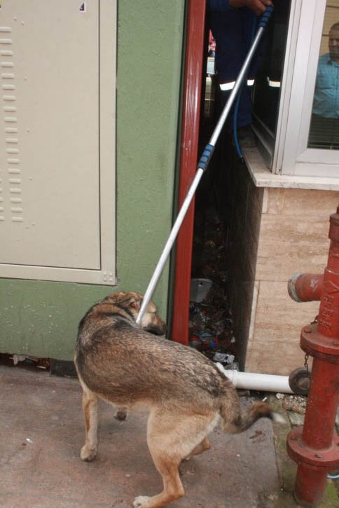 Akyazı İtfaiyesinden Köpek Kurtarma Operasyonu