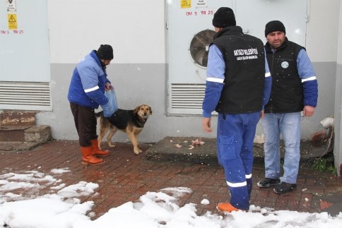 Akyazı Belediye Başkanı Hasan Akcan'dan Sokak Hayvanları İle İlgili Sağduyu Çağrısı