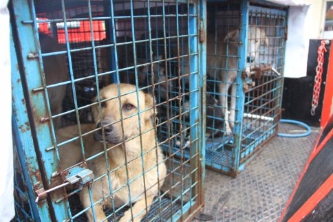 Akyazı Belediye Başkanı Hasan Akcan'dan Sokak Hayvanları İle İlgili Sağduyu Çağrısı
