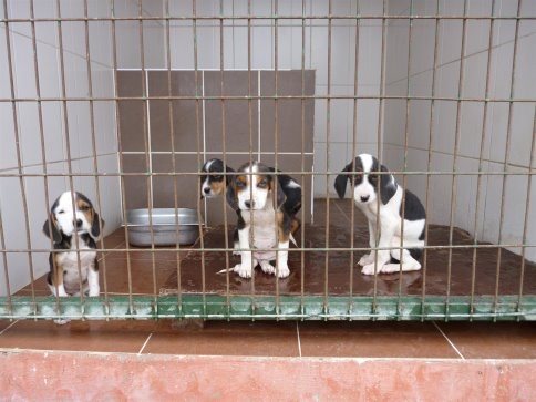 Akyazı Belediye Başkanı Hasan Akcan'dan Sokak Hayvanları İle İlgili Sağduyu Çağrısı