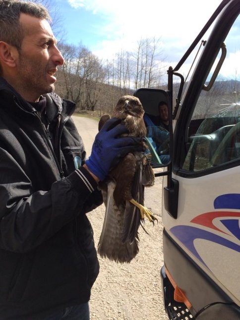 Yaralı Atmaca'ya Şefkat Eli