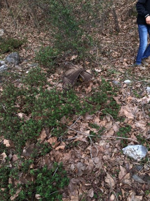 Yaralı Atmaca'ya Şefkat Eli