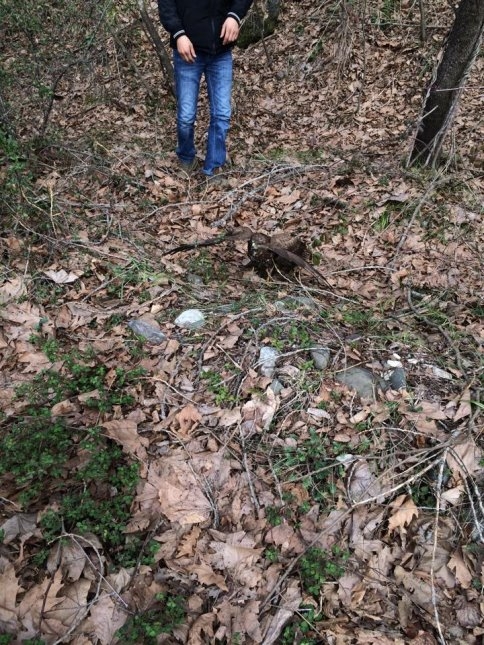 Yaralı Atmaca'ya Şefkat Eli