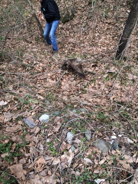 Yaralı Atmaca'ya Şefkat Eli